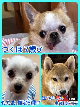 🐾今日の里親様募集中ワンコ🐶メンバーです🐾2023,3,10【保護犬カフェ天神橋店】